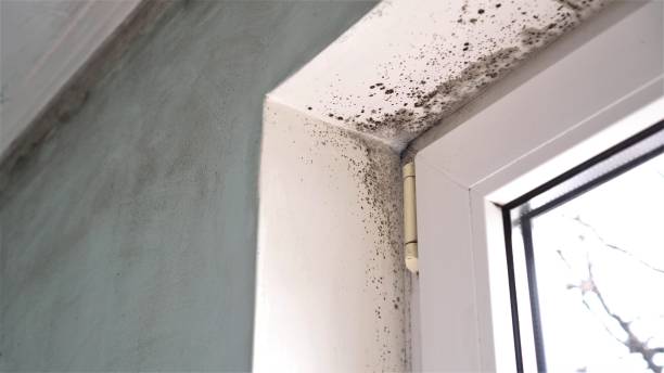 Trusted Plainfield, NJ Mold Removal Experts