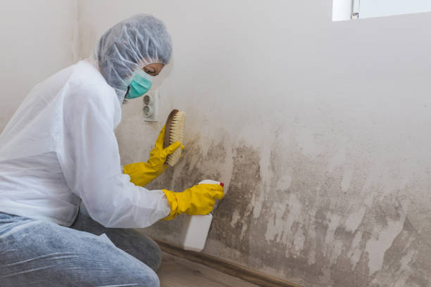 Best Mold Removal Company Near Me  in Plainfield, NJ