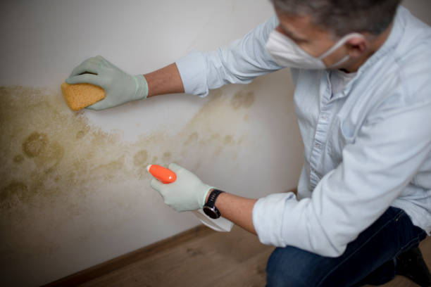 Best Emergency Mold Removal  in Plainfield, NJ