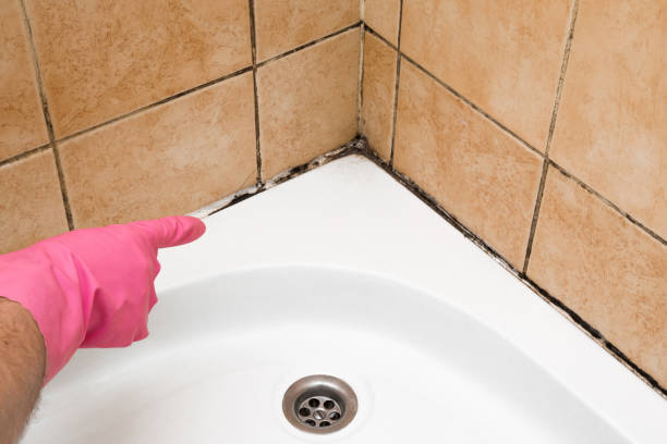 Best Same-Day Mold Removal  in Plainfield, NJ